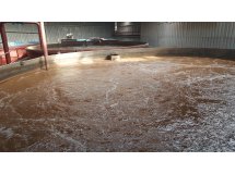 BÙN VI SINH HIẾU KHÍ