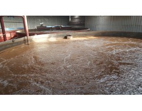 BÙN VI SINH HIẾU KHÍ